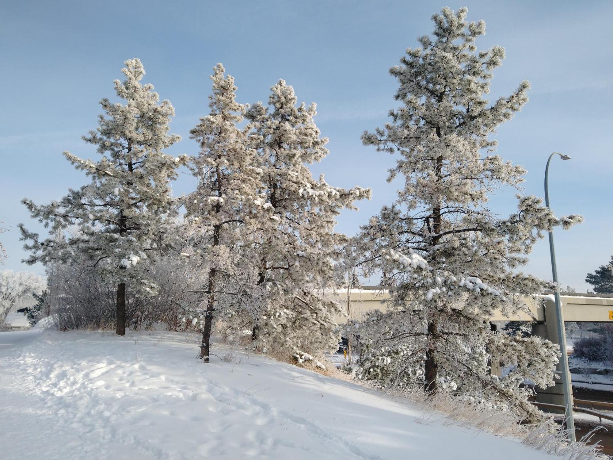 U Of A Homestay, Trails & Whyte Ave Edmonton Phòng bức ảnh