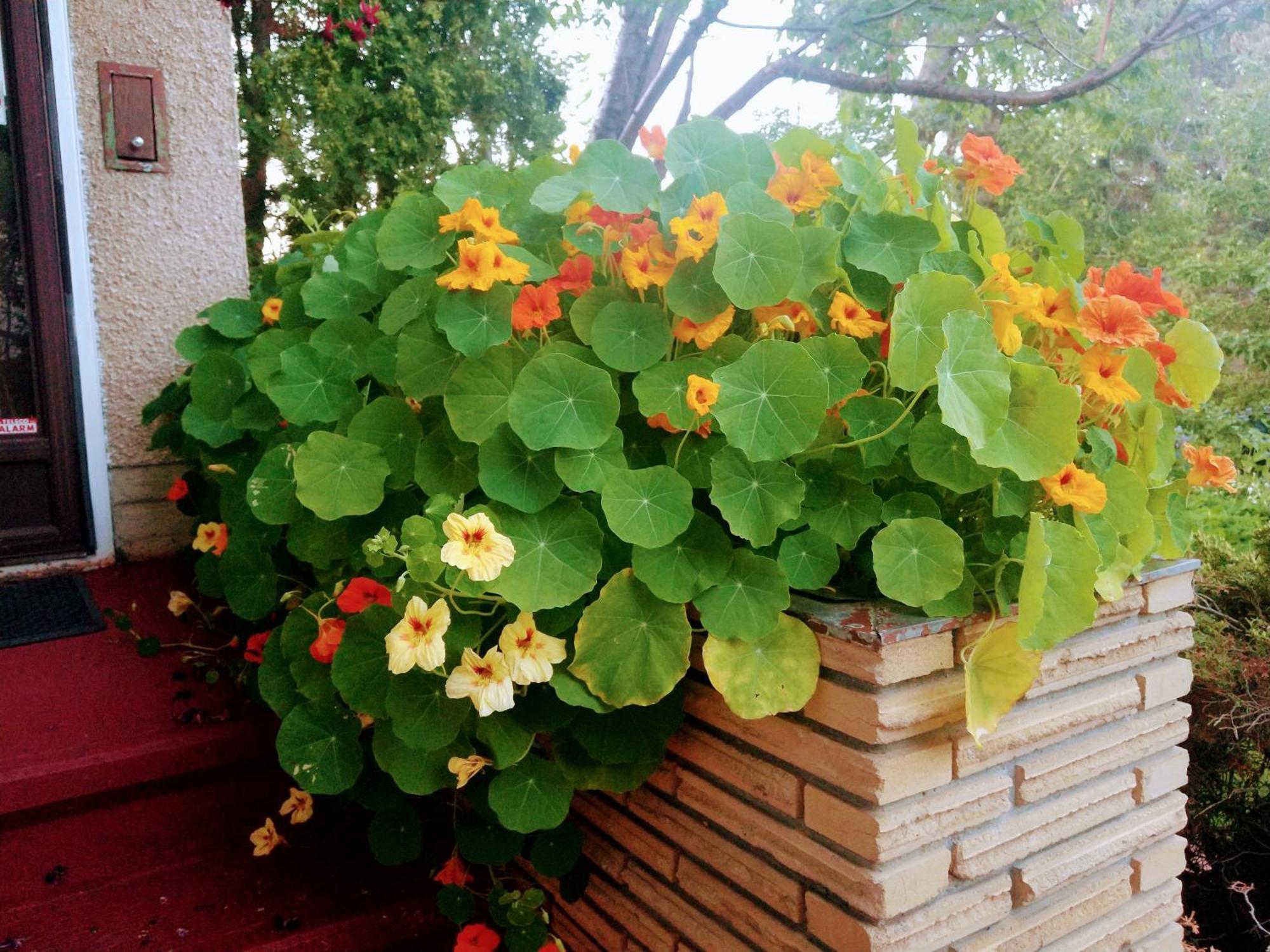 U Of A Homestay, Trails & Whyte Ave Edmonton Phòng bức ảnh